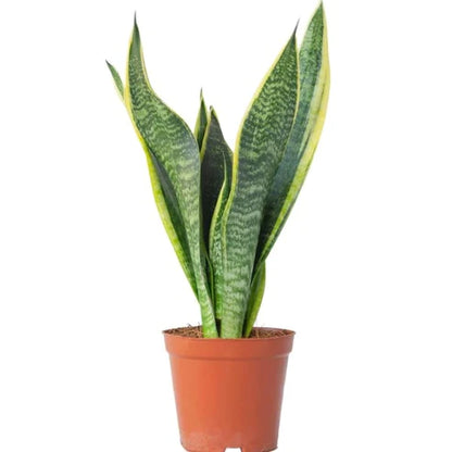 Snake Plant - Outdoor