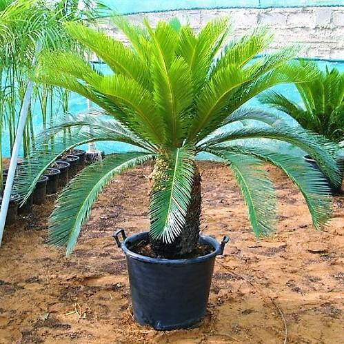 Sago Palm