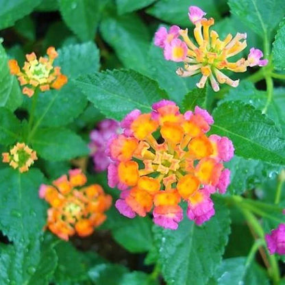 Lantana