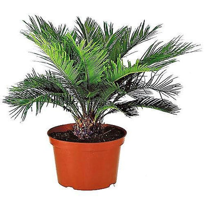 Sago Palm