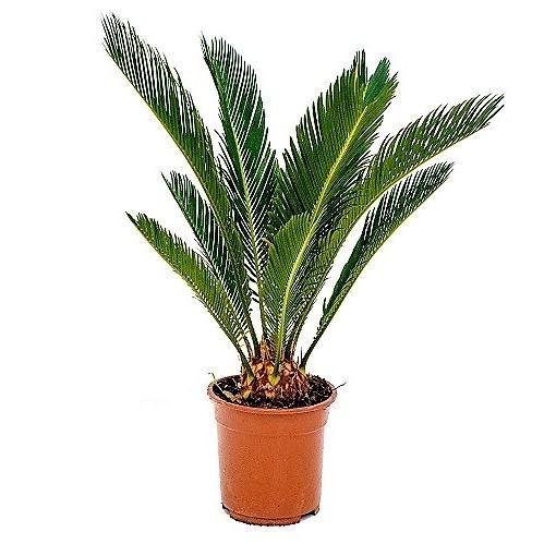 Sago Palm