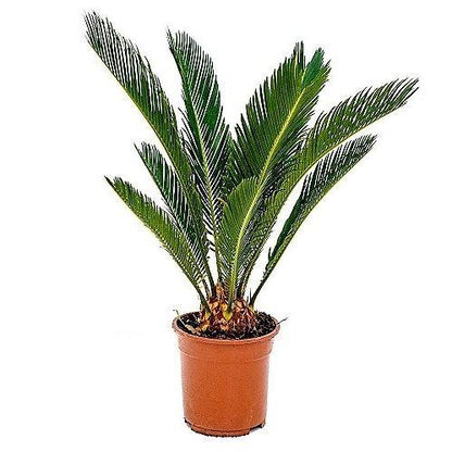 Sago Palm