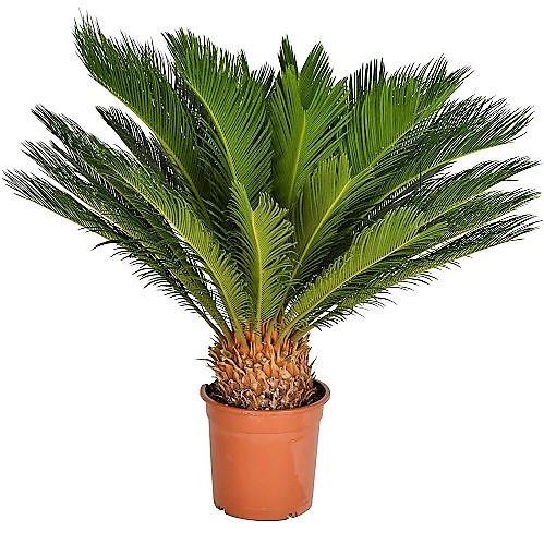 Sago Palm