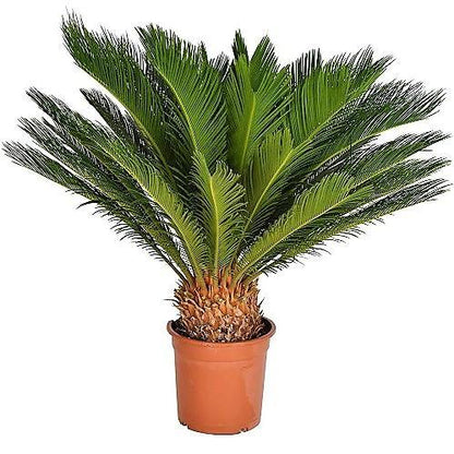 Sago Palm