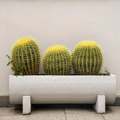 Golden Barrel Cactus, Ball Cactus