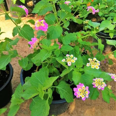 Lantana