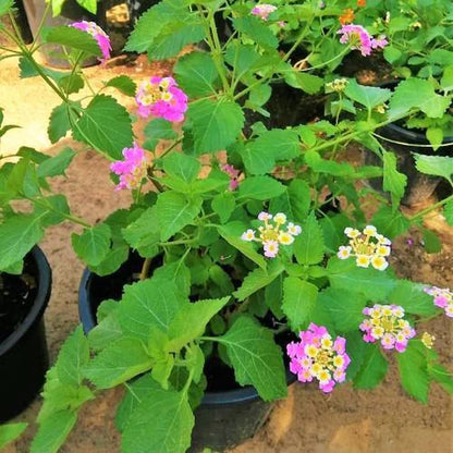 Lantana