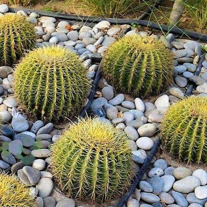 Golden Barrel Cactus, Ball Cactus