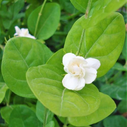 Arabian Jasmine, Motia