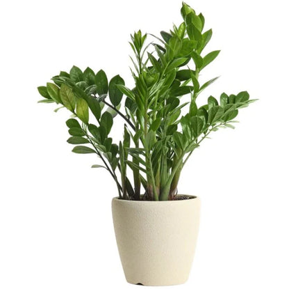 ZZ Plant