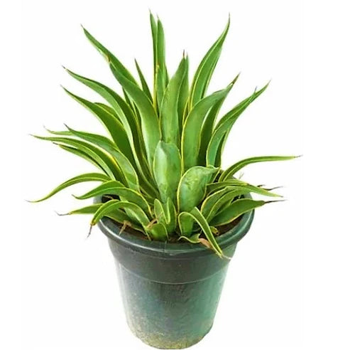 Agave Spineless
