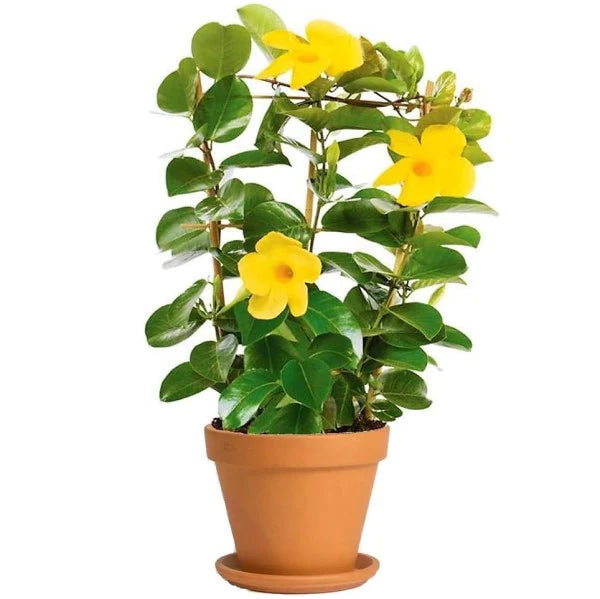 Mandevilla Climber