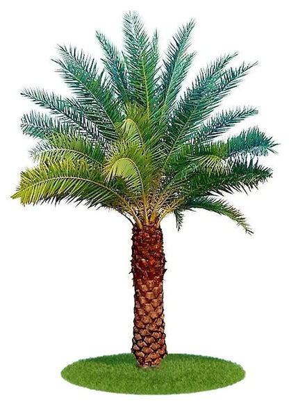 Silver Date Palm