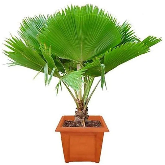 Fiji Fan Palm