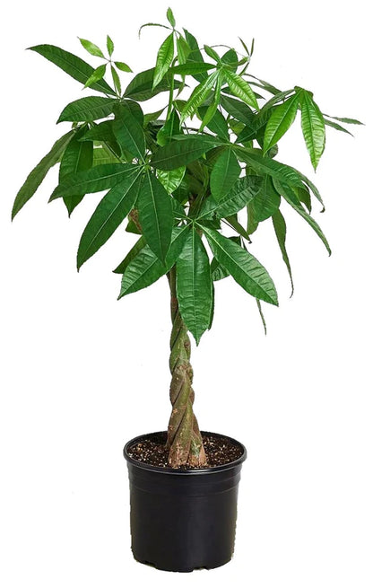 Money Tree