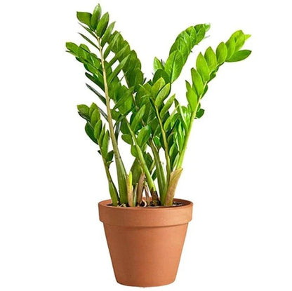 ZZ Plant