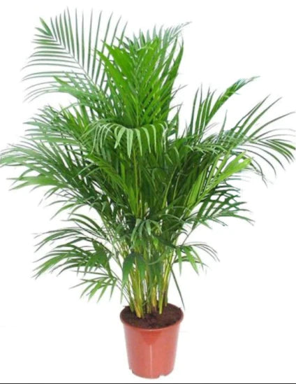 Areca Palm Indoor