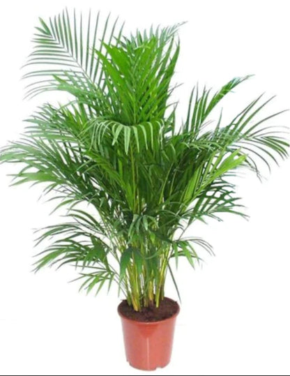 Areca Palm Indoor