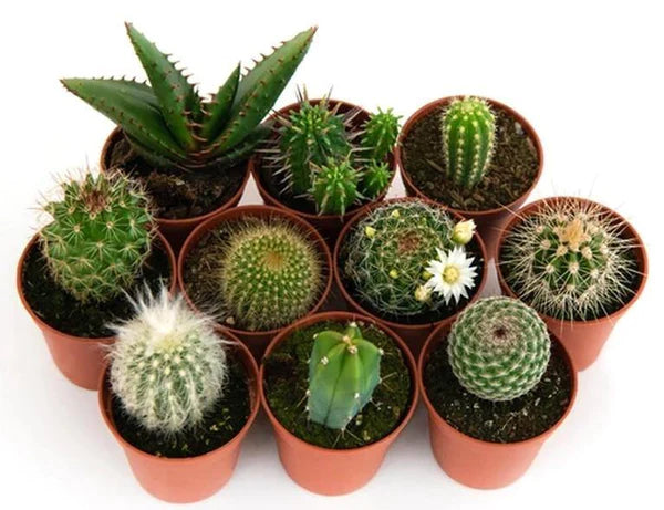 Cactus Mix – WARDA Plants