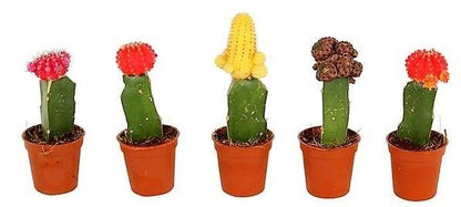 Gymnocalycium mix 10-15 cm