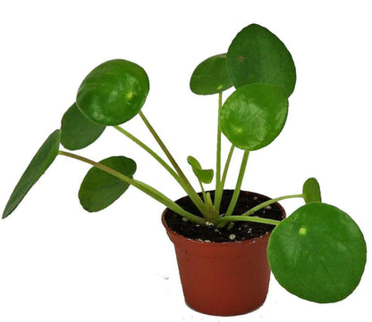 Chinese Money Plant