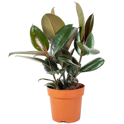 Rubber Plant
