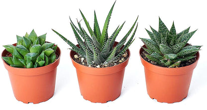 Mini succulents Haworthia