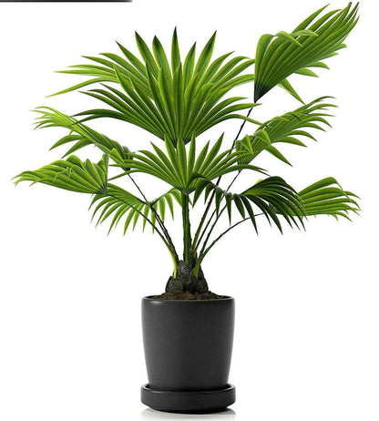 Chinese Fan Palm