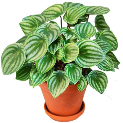 Watermelon Peperomia