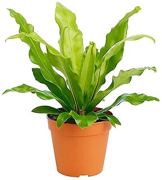 Bird’s Nest Fern