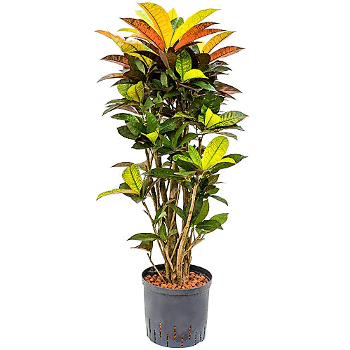Croton Plant