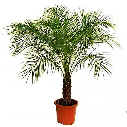 Phoenix Palm