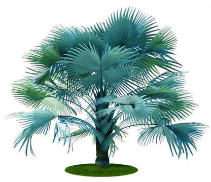 Bismark Palm
