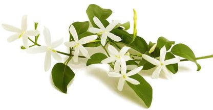 Jasmine Climber