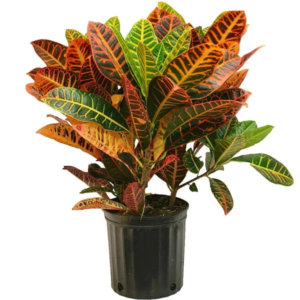 Croton Plant