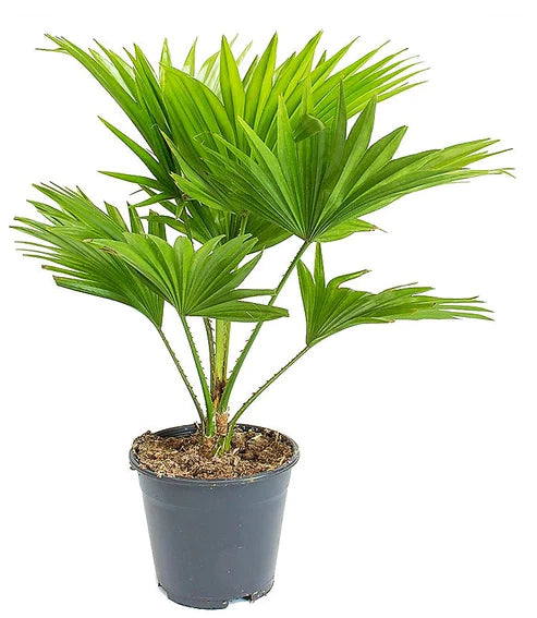 Livistona Palm