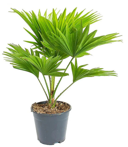 Livistona Palm