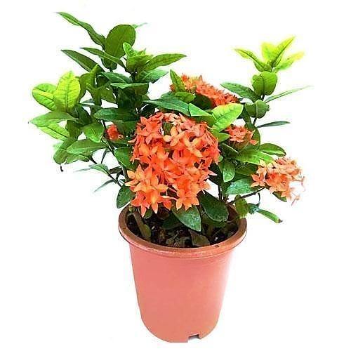 Ixora Chinensis