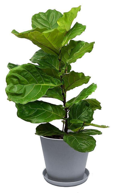 Fiddle Leaf Fig