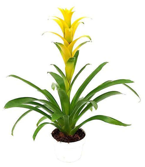 Guzmania