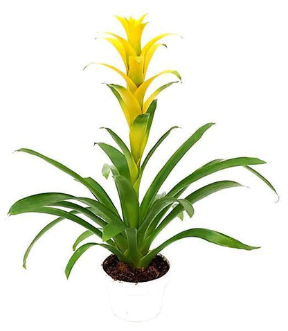 Guzmania