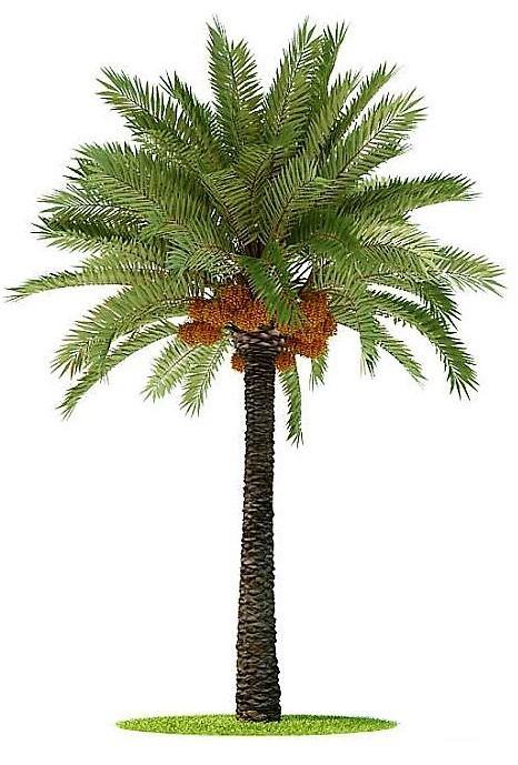 Date Palm