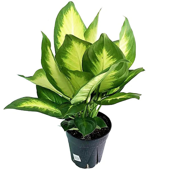 dieffenbachia camila Dieffenbachia Camilla – WARDA Plants