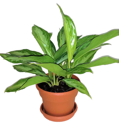 Aglaonema “Silver Queen”