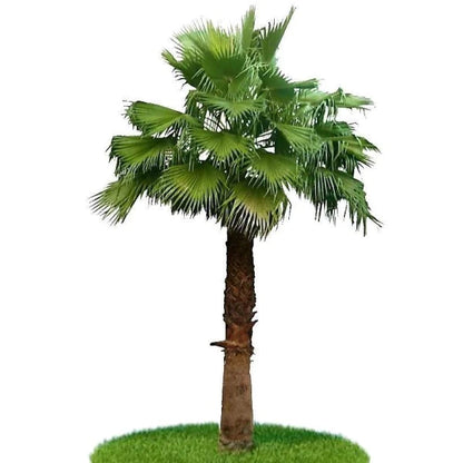 Mexican Fan Palm