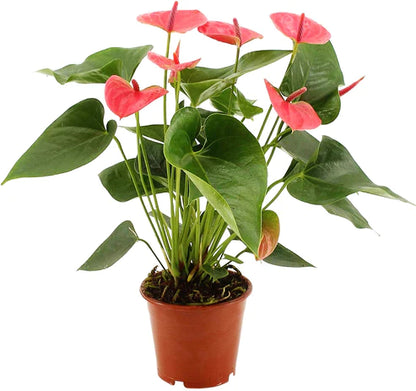 Flamingo Flower