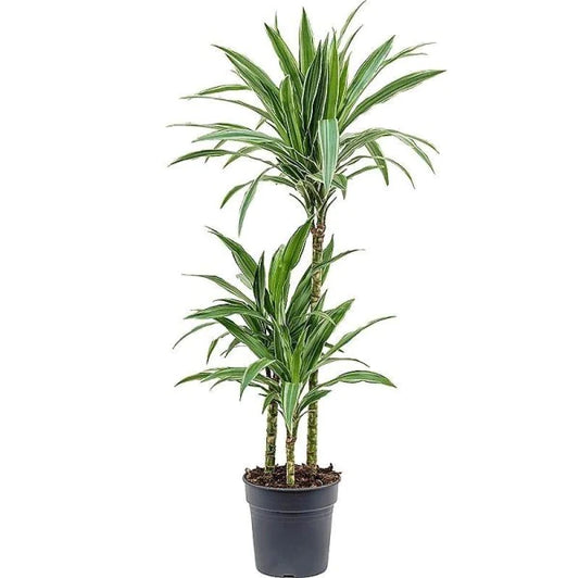 Dracaena Fragrans