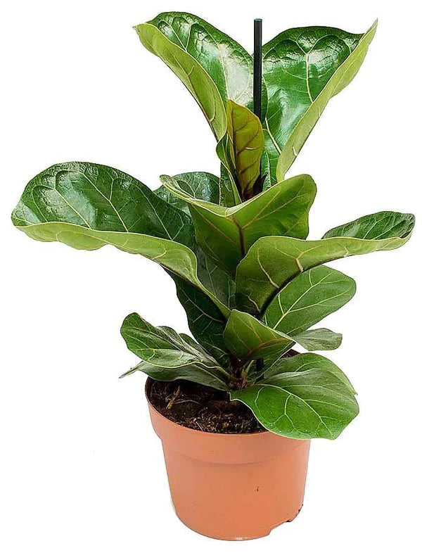 Fiddle Leaf Fig