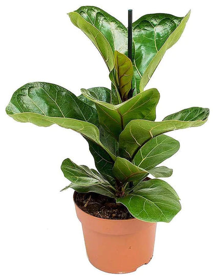 Fiddle Leaf Fig
