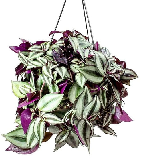 Wandering Jew